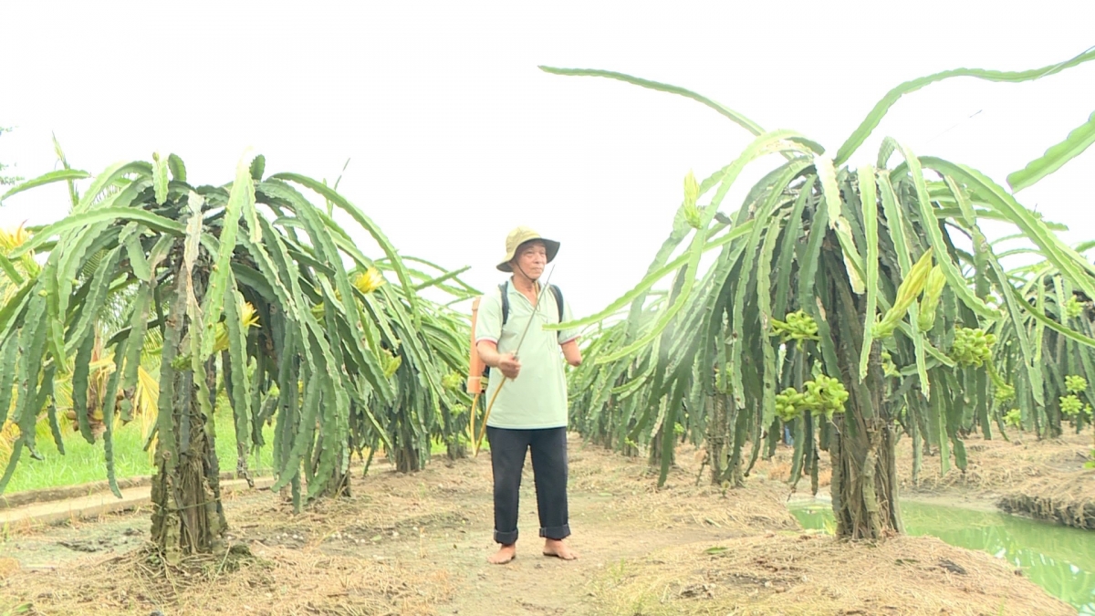 nhung thuong binh du tan nhung khong phe tren vung dat Dong thap hinh anh 1
