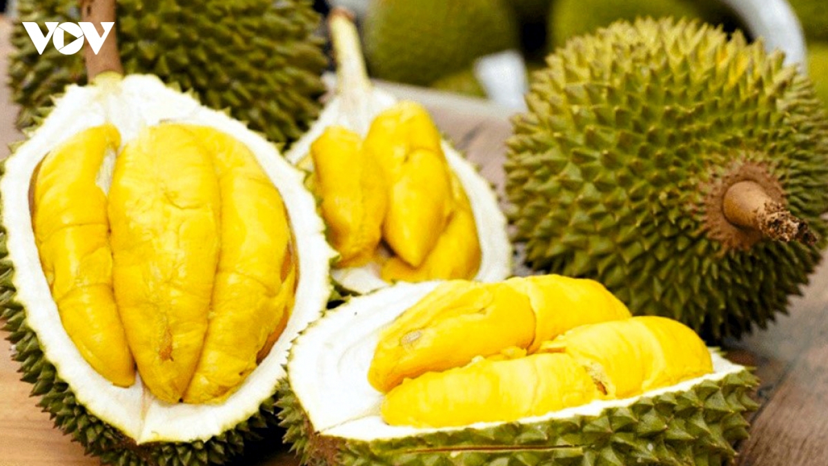 sau rieng Dong thap xanh de vuon xa hinh anh 2