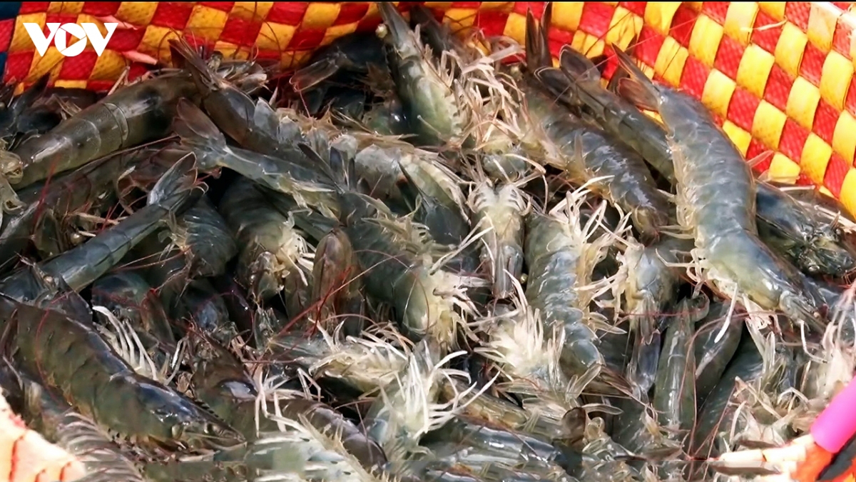 vinh long phat trien nuoi tom cong nghe cao, huong toi vung nguyen lieu xuat khau hinh anh 1