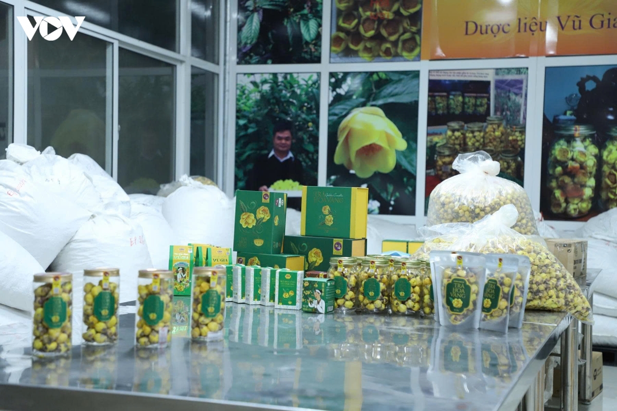 Doi moi sang tao danh thuc nguon gen quy tra hoa vang cuc phuong hinh anh 6