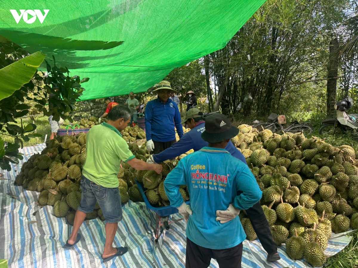 gia chanh lao doc, nha vuon Dong thap lo khoang 3.000 dong kg hinh anh 3