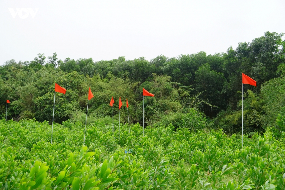 them can cu xac dinh khu vuc mo tap the liet si o cau nhi, tinh quang tri hinh anh 1