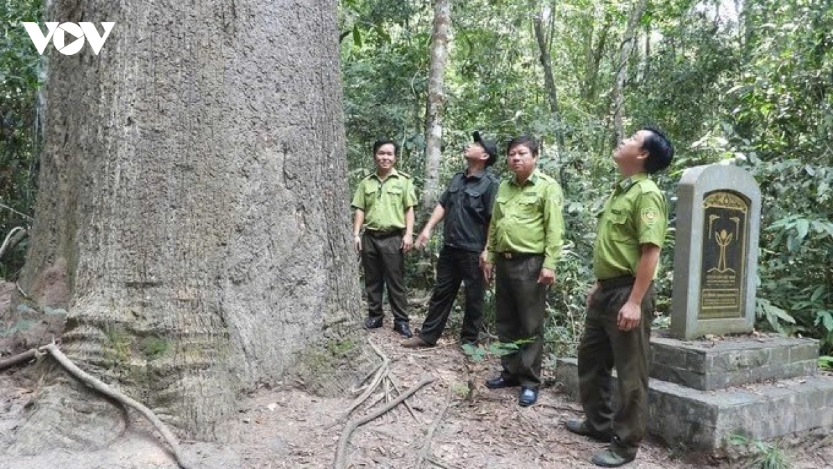 tay ninh danh hon 711 ty dong phat trien lam nghiep giai doan 2026-2030 hinh anh 1