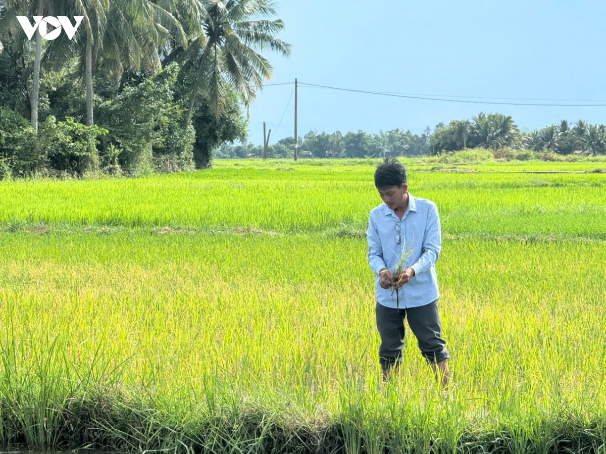 quang ngai kiem tra vung lua bi xam nhap man hinh anh 3