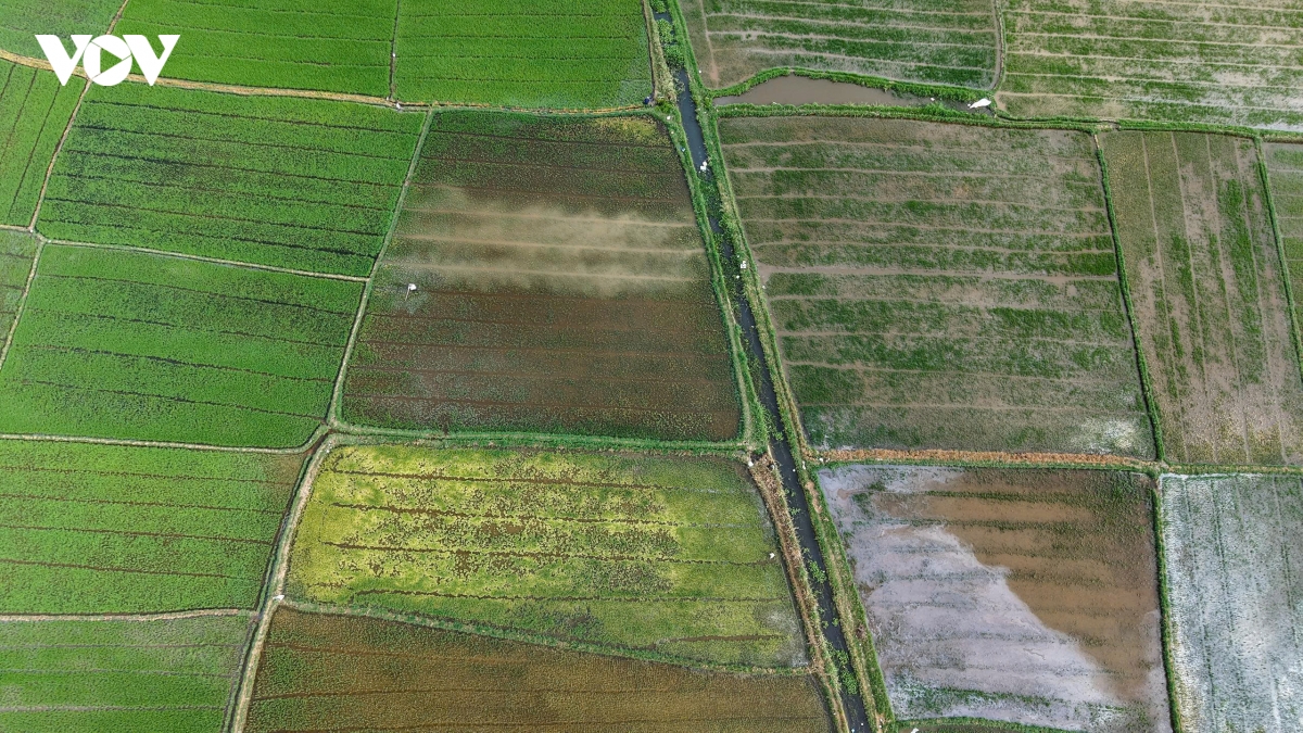 quang ngai kiem tra vung lua bi xam nhap man hinh anh 1