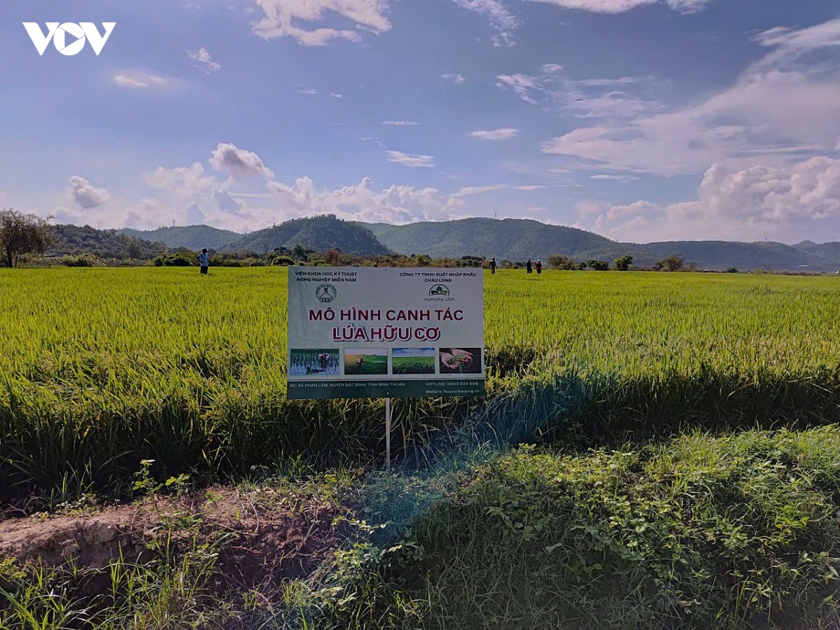 nang cao gia tri lua me gan voi giu gin ban sac dong bao vung cao phan son hinh anh 2