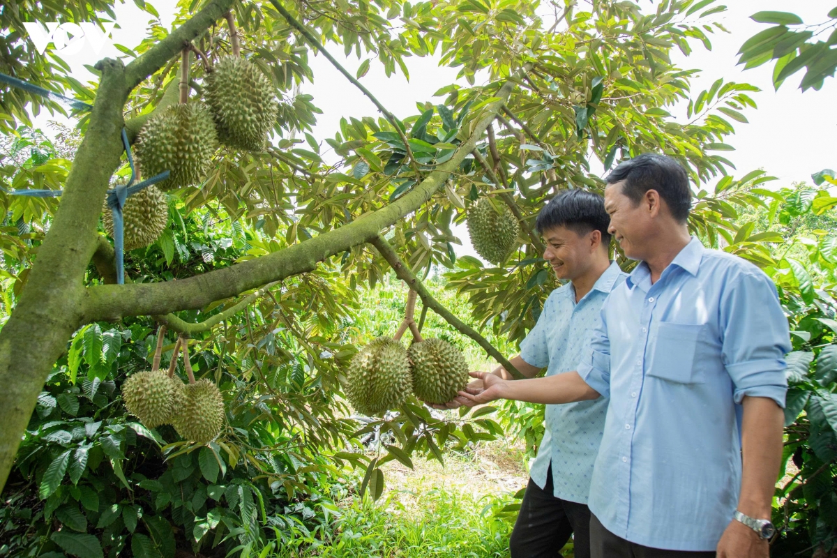 Dak lak ky vong nghi quyet 36 mo duong cho xuat khau sau rieng minh bach, ben vung hinh anh 1