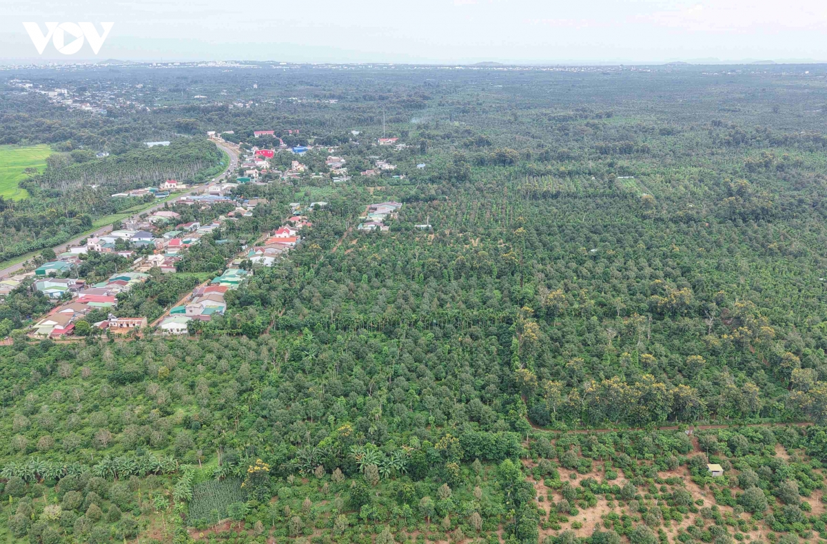 san sang cho le hoi trai cay ty do o Dak lak hinh anh 10