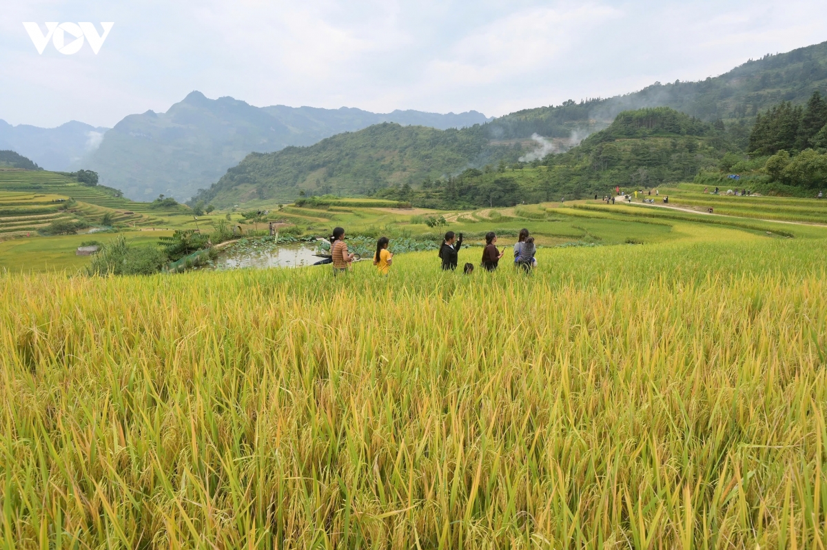 say dam le hoi mua vang xa sin cheng lan thu nhat nam 2026 tai lao cai hinh anh 13