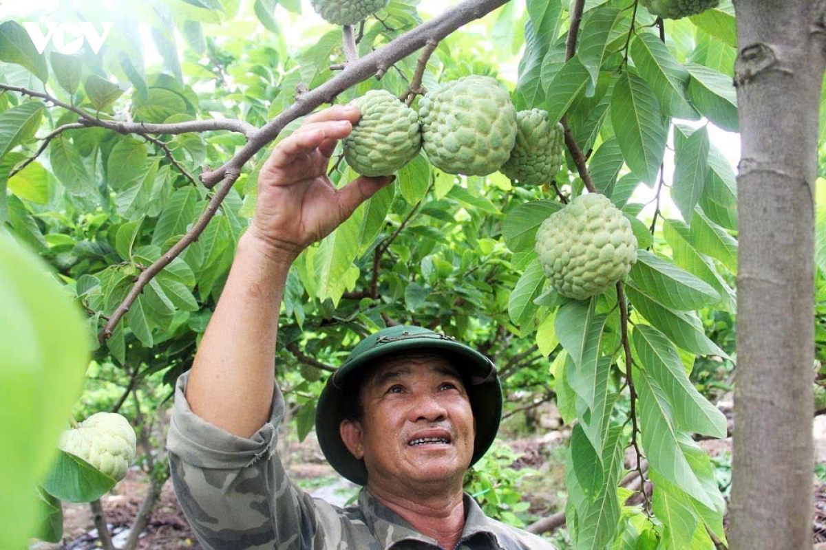 na, nhan bac ninh duoc gia, nong dan phan khoi hinh anh 1