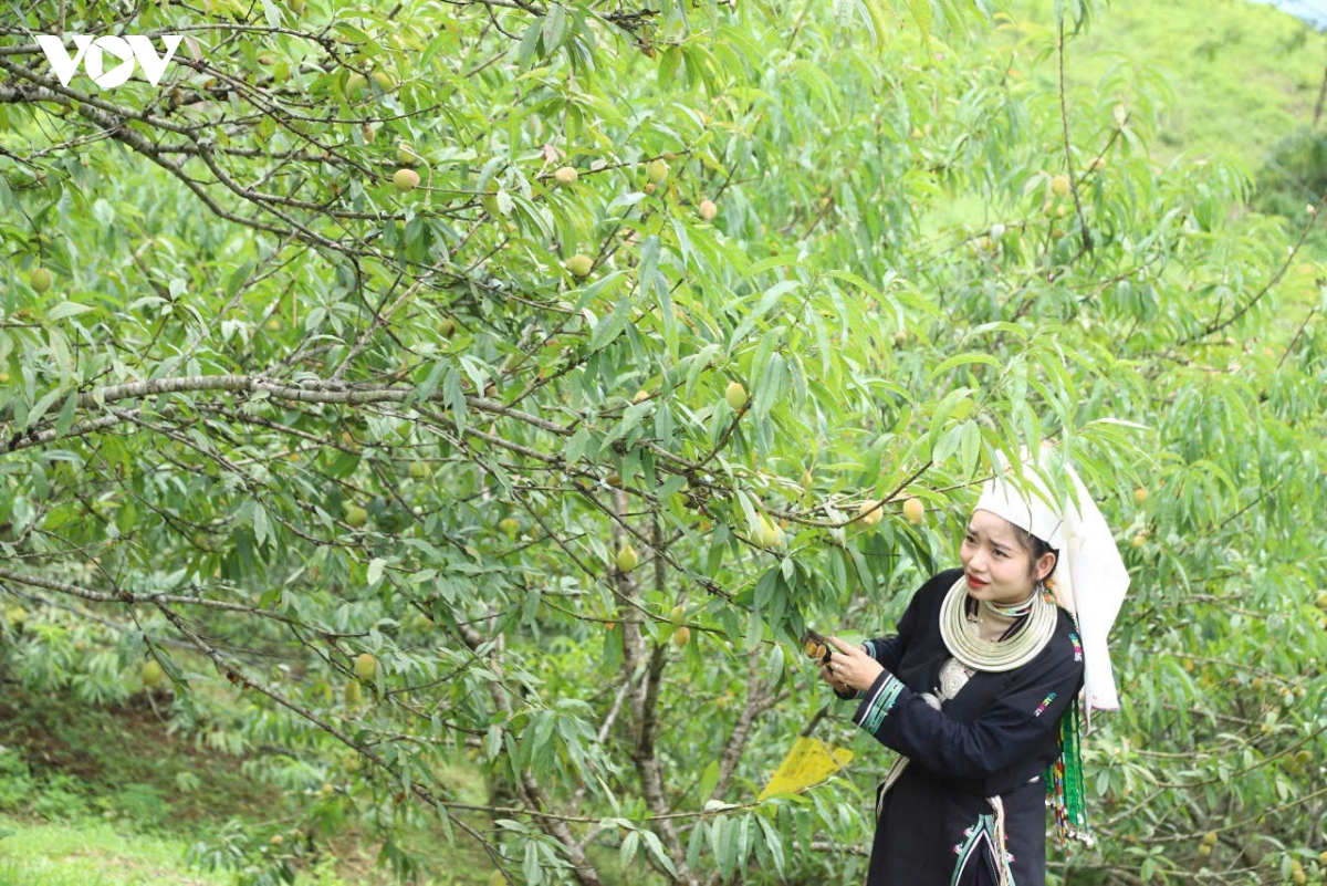 huong dao pac A vi ngot cua nui rung thai nguyen hinh anh 2