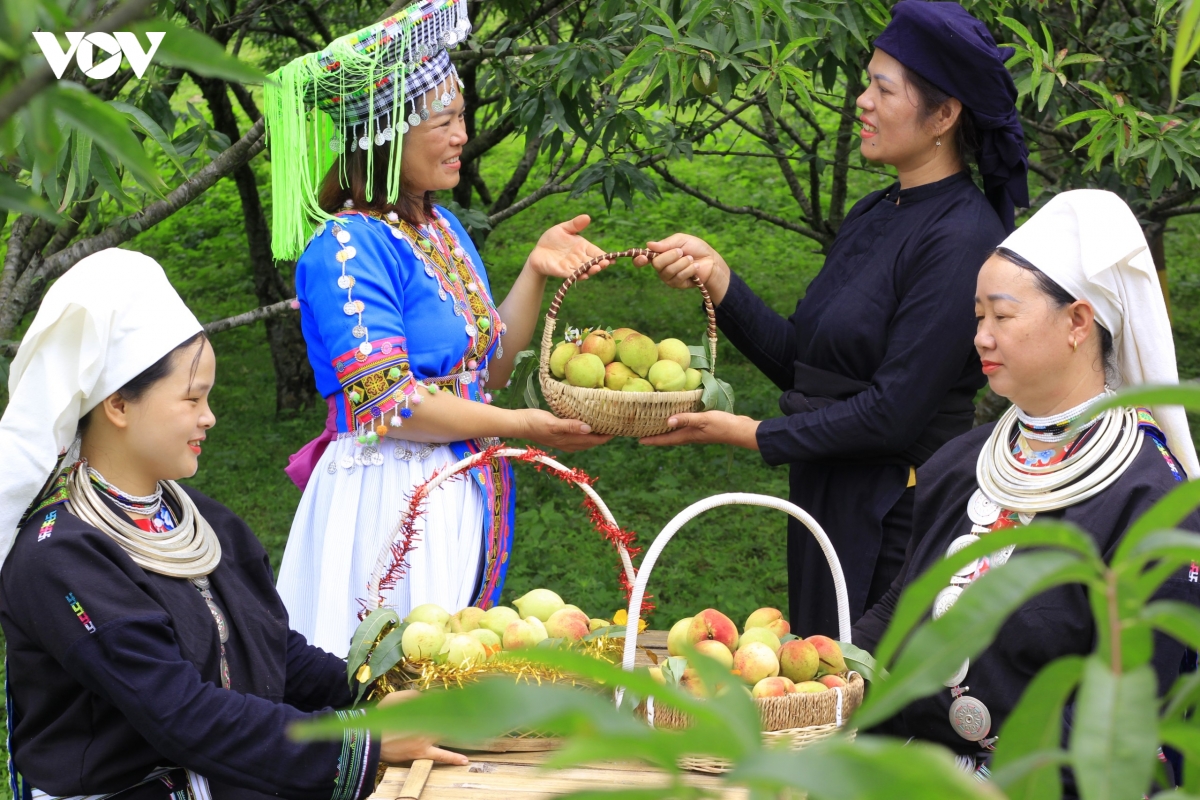 huong dao pac A vi ngot cua nui rung thai nguyen hinh anh 3