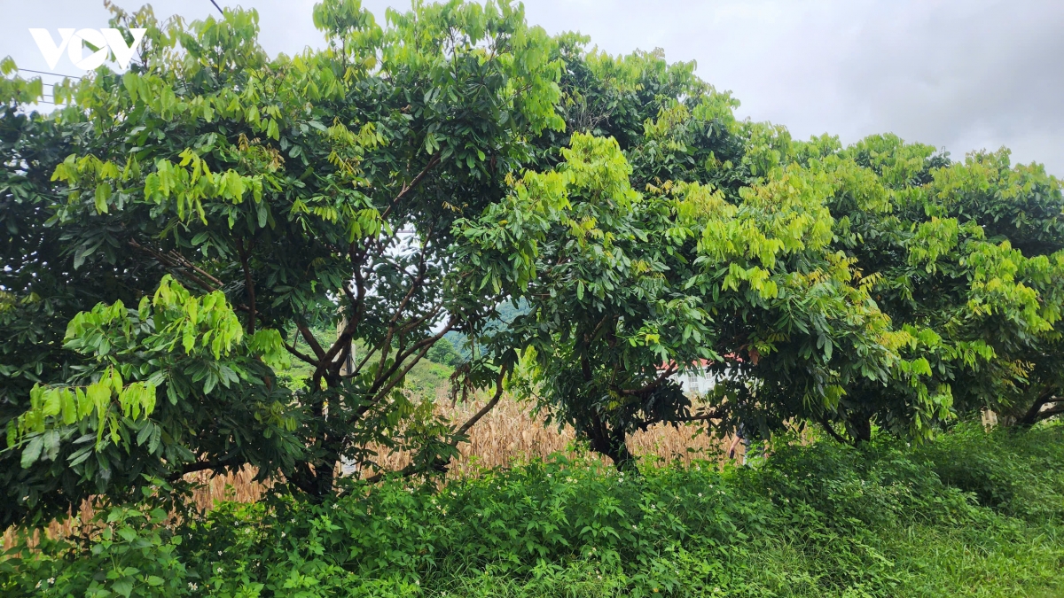 dung truong noi phen dau to quoc nhuong ruong vuon - gieo mam tuong lai hinh anh 1