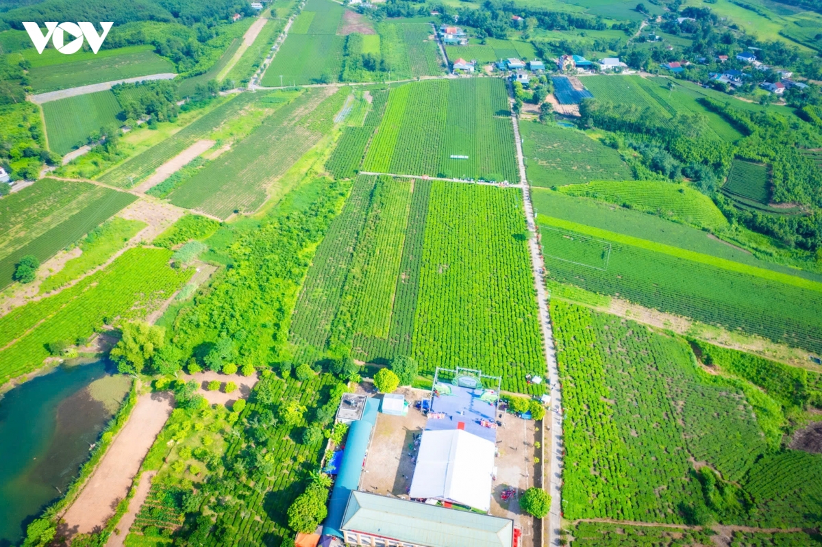 Duong hoa khat vong xay dung vung che di san quang ninh hinh anh 1