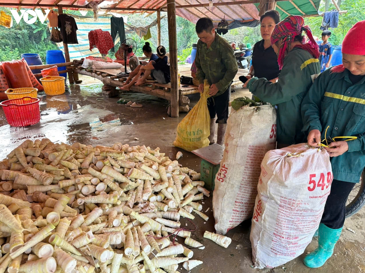 mang vao mua - san vat cua nui rung son la hinh anh 7
