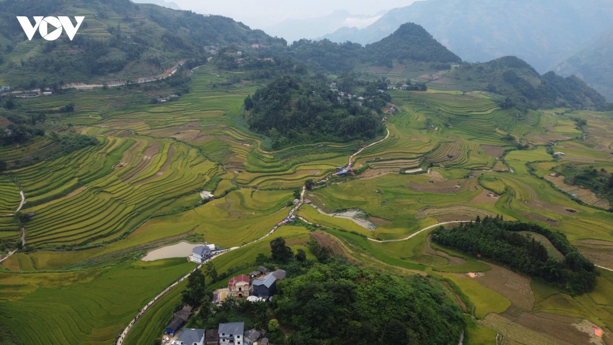 say dam le hoi mua vang xa sin cheng lan thu nhat nam 2026 tai lao cai hinh anh 3