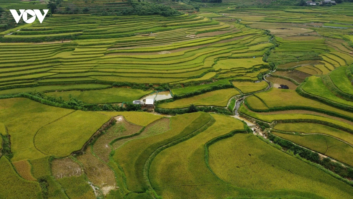 say dam le hoi mua vang xa sin cheng lan thu nhat nam 2026 tai lao cai hinh anh 2