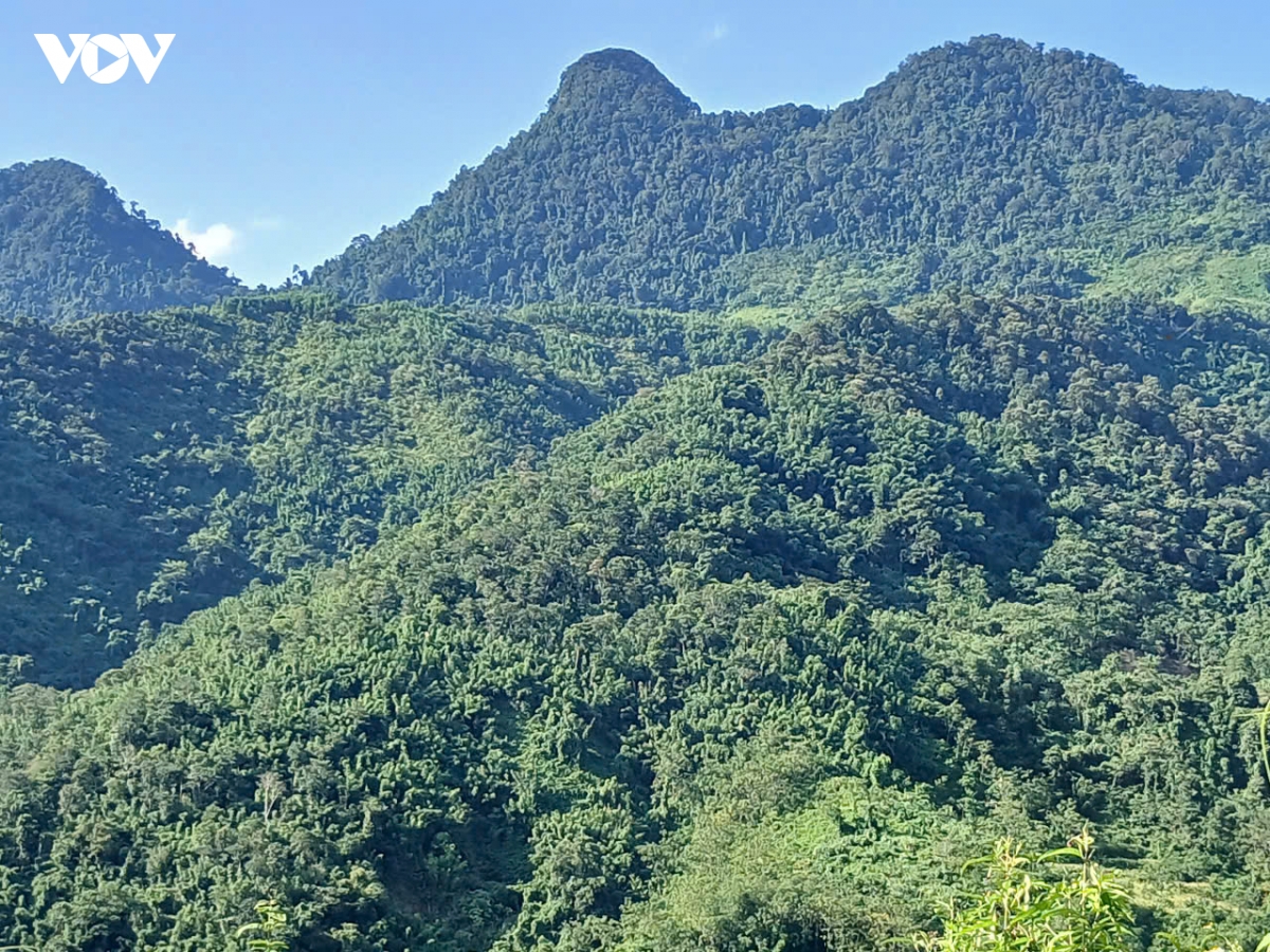 mang vao mua - san vat cua nui rung son la hinh anh 1