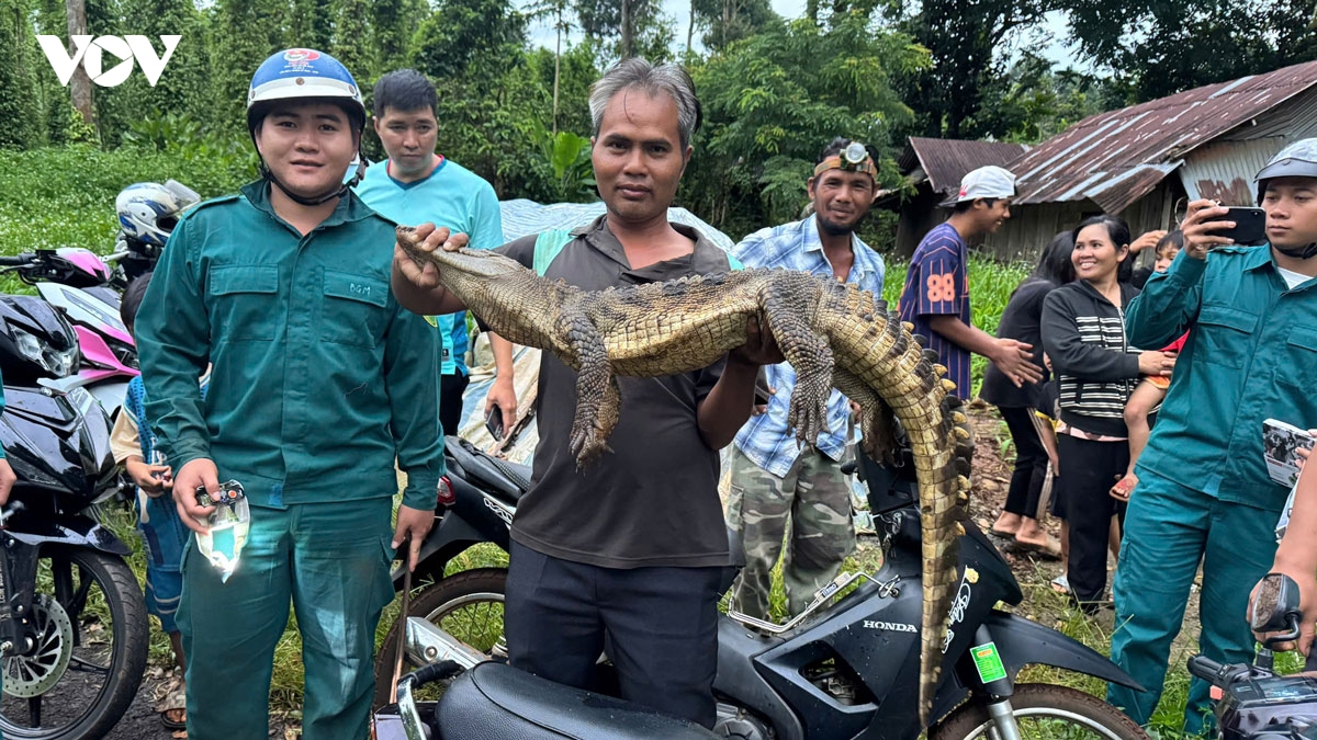 bat duoc ca sau nang hon 10kg duoi suoi o Dong nai hinh anh 1