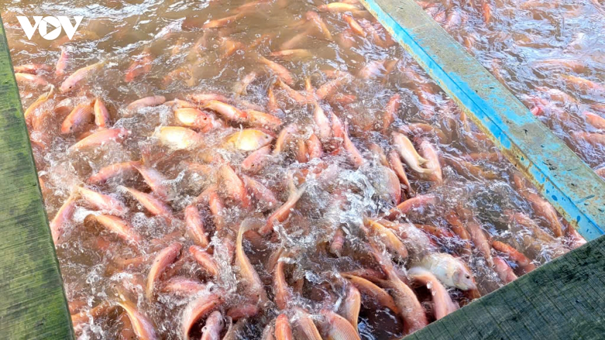 nguoi nuoi ca be o Dong thap van chua co lai hinh anh 2