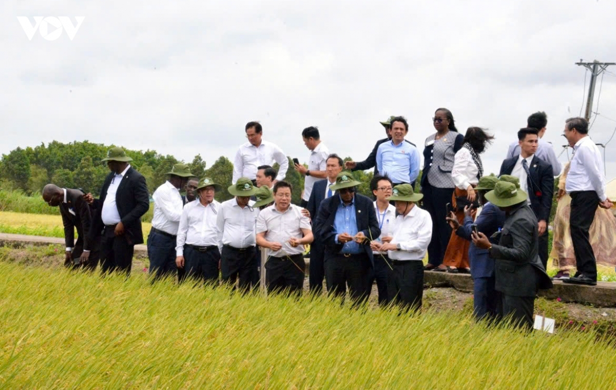 côte d ivoire parliament leader explores vietnam s rice production and processing picture 2 cote d ivoire parliament leader explores vietnam s rice production and processing picture 2