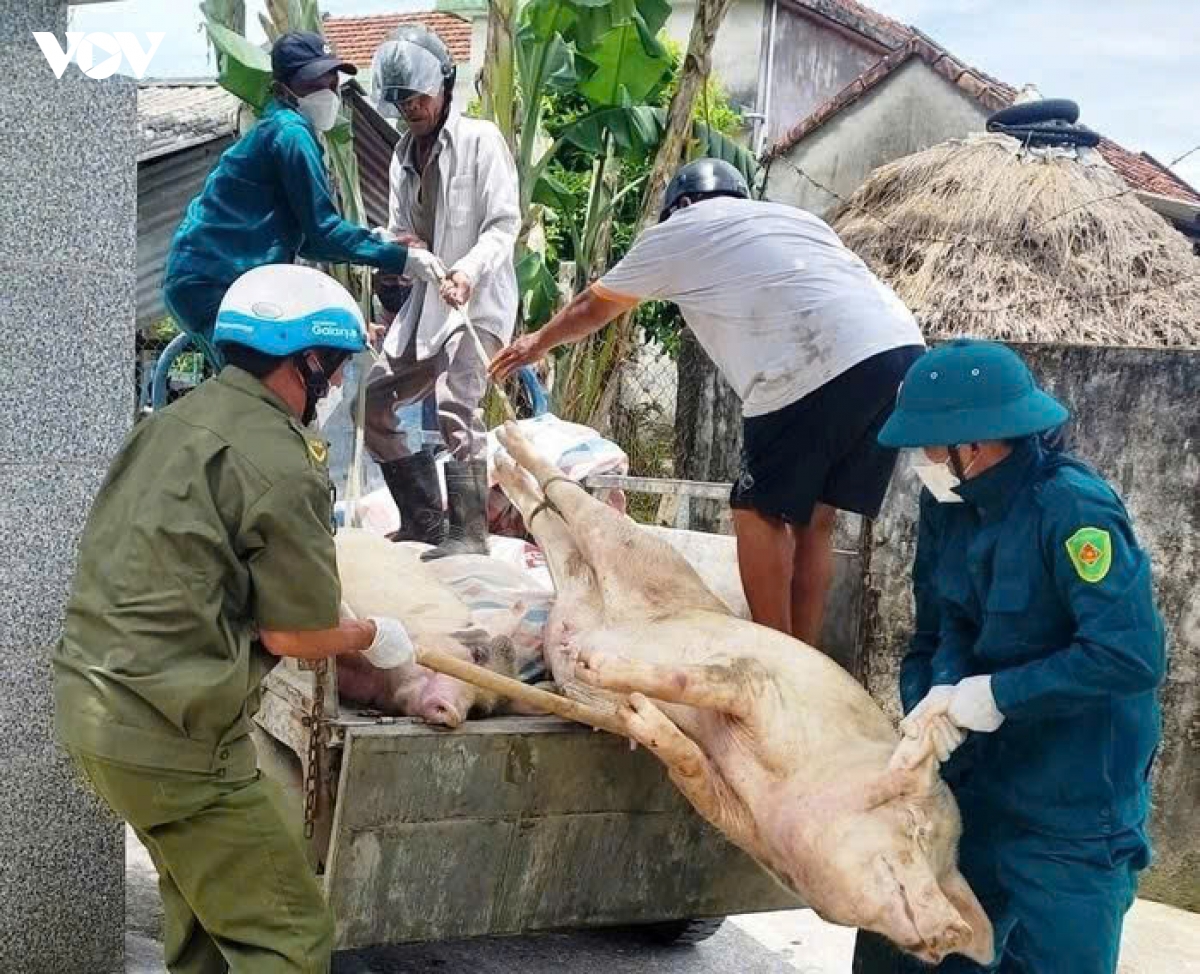 dich ta lon chau phi dien bien phuc tap, nguy co lay lan cao tai quang ngai hinh anh 1