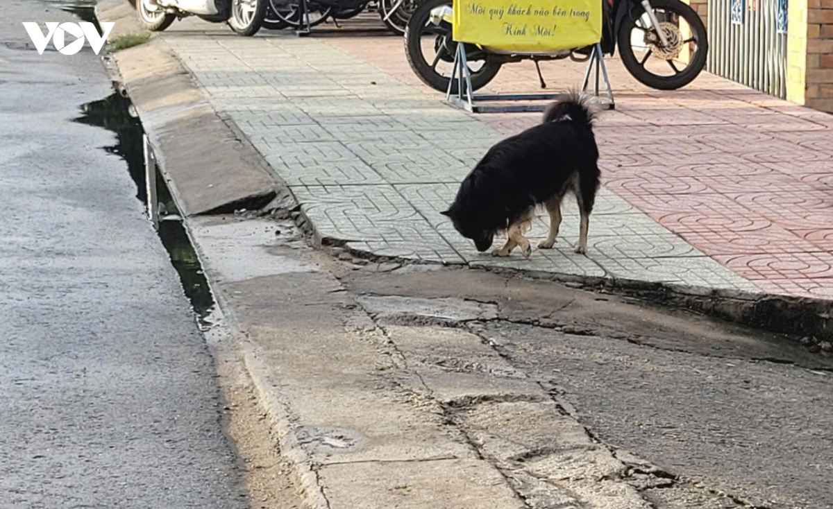 Đồng Tháp: Heo nhà bị chó dại cắn