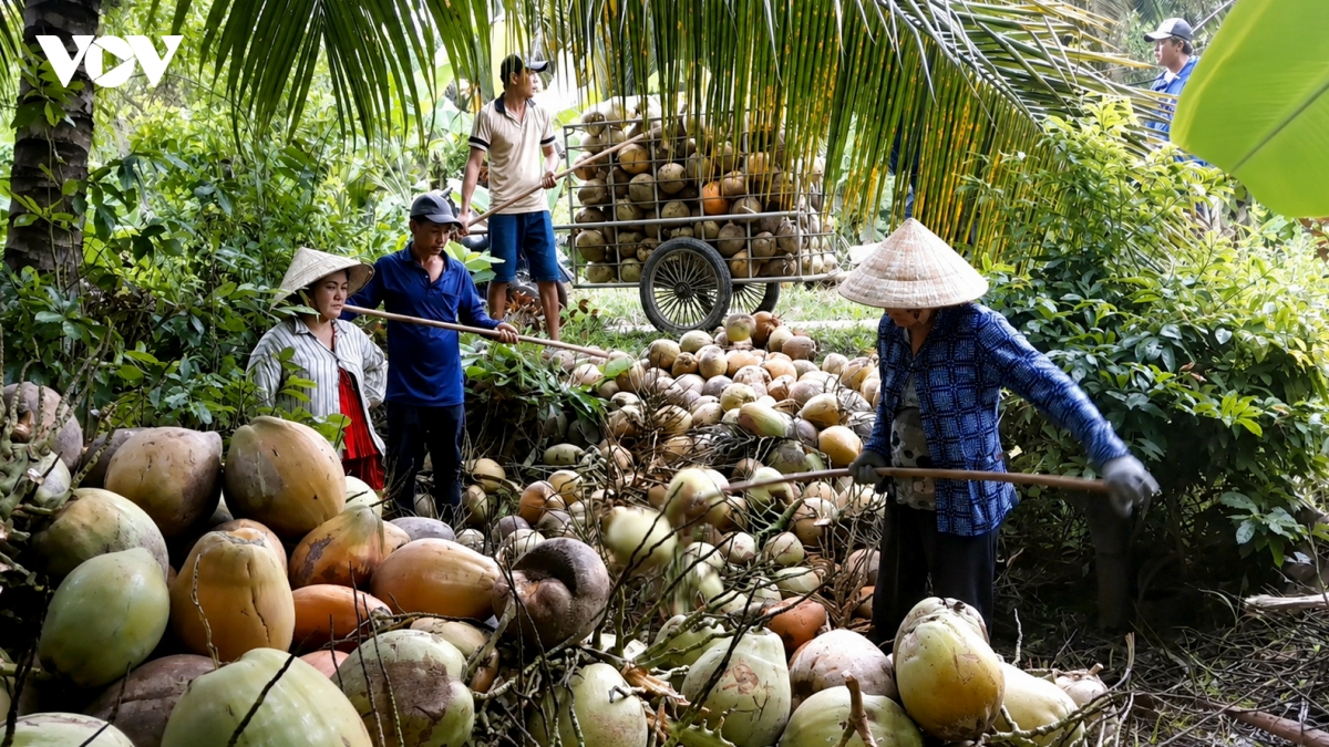 nguoi trong dua vinh long lao dao vi gia cham day hinh anh 1