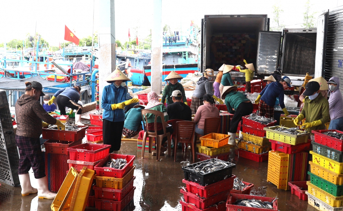 quang ngai dong bo quan ly tau ca som go the vang iuu hinh anh 2