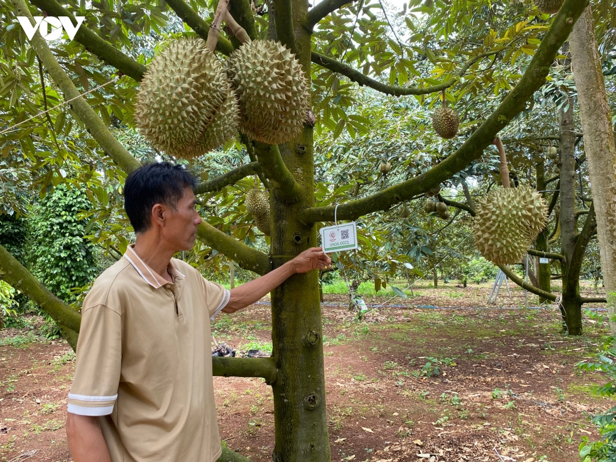 ma so vung trong sau rieng - tam ho chieu bi danh cap hinh anh 3