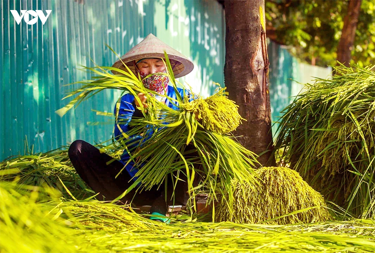 mua thu ha noi, ky uc nong nan theo nhung vet huong hinh anh 2