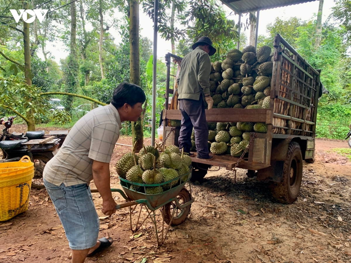 ma so vung trong sau rieng - tam ho chieu bi danh cap hinh anh 2