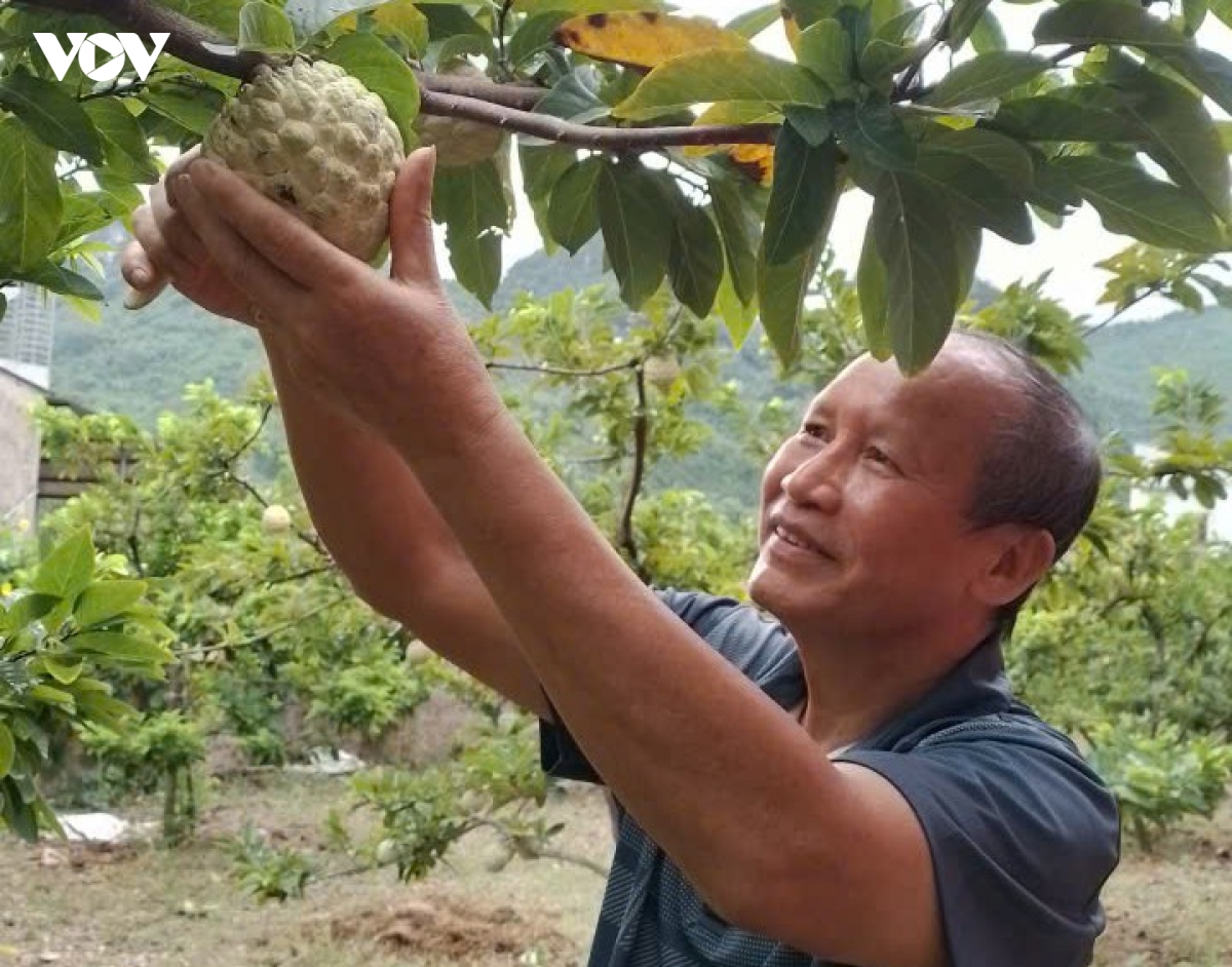 xay dung thuong hieu de san pham na la hien thai nguyen vuon xa hinh anh 1