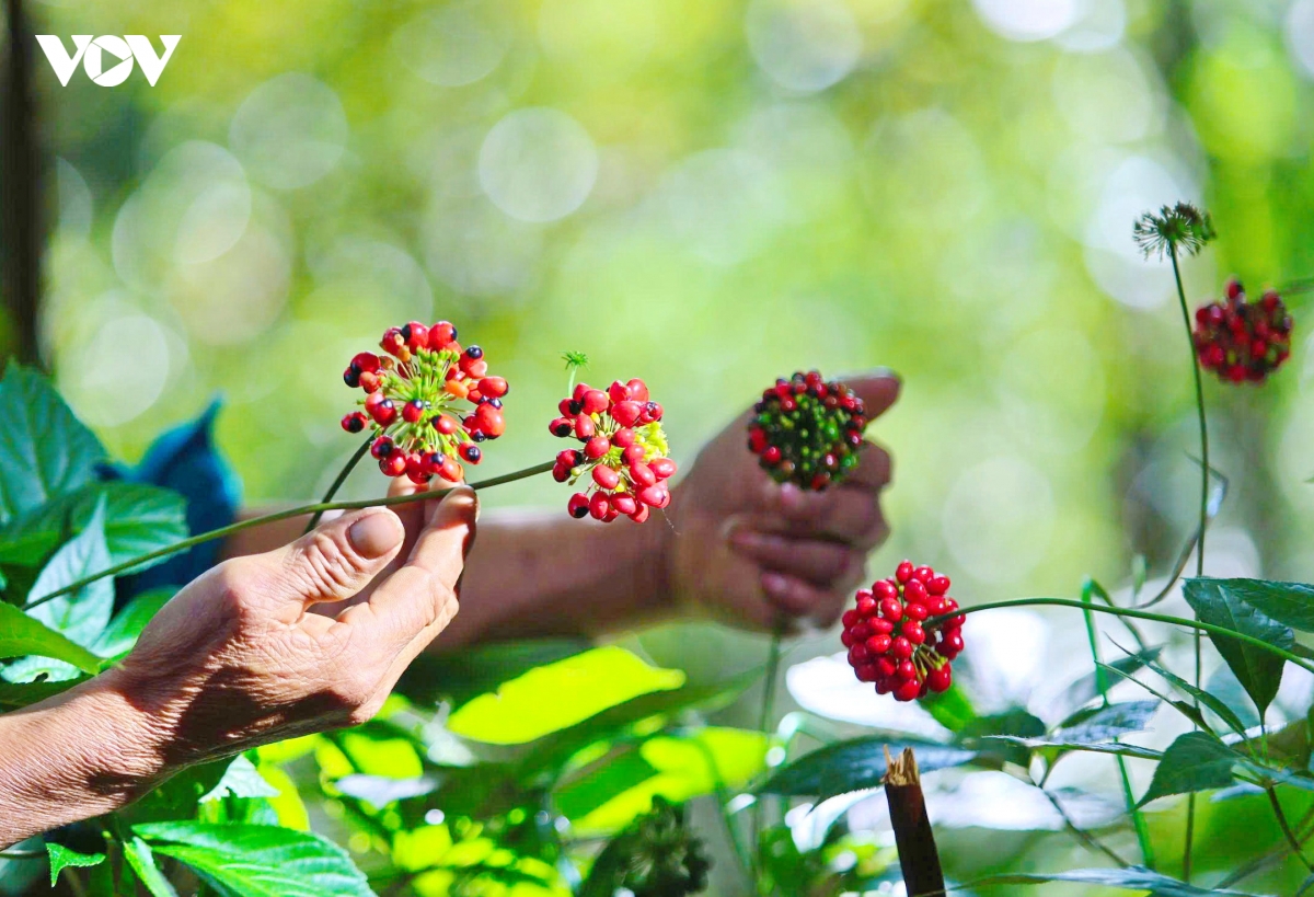Mùa hạt sâm Ngọc Linh chín đỏ trên đỉnh núi - Niềm vui người giữ sâm
