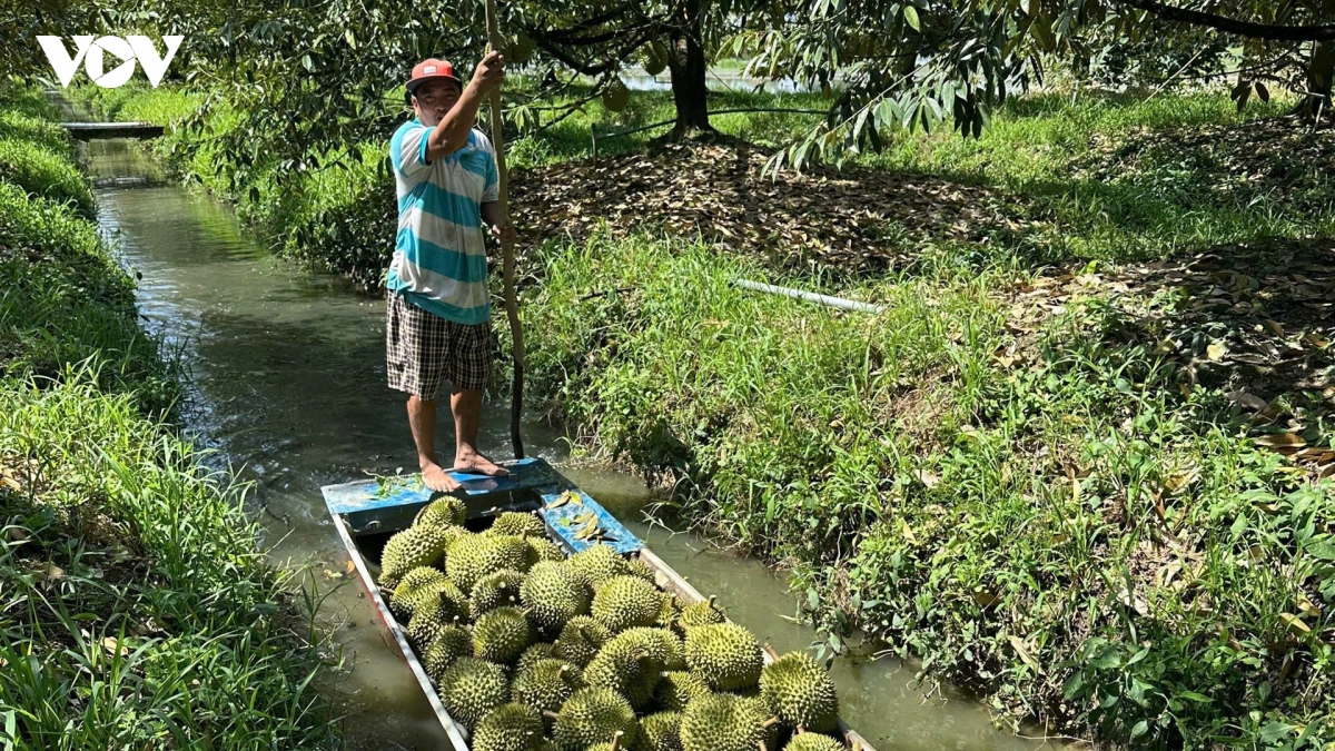 trai sau rieng viet nam truoc bai toan giu thi truong, nang gia tri hinh anh 3