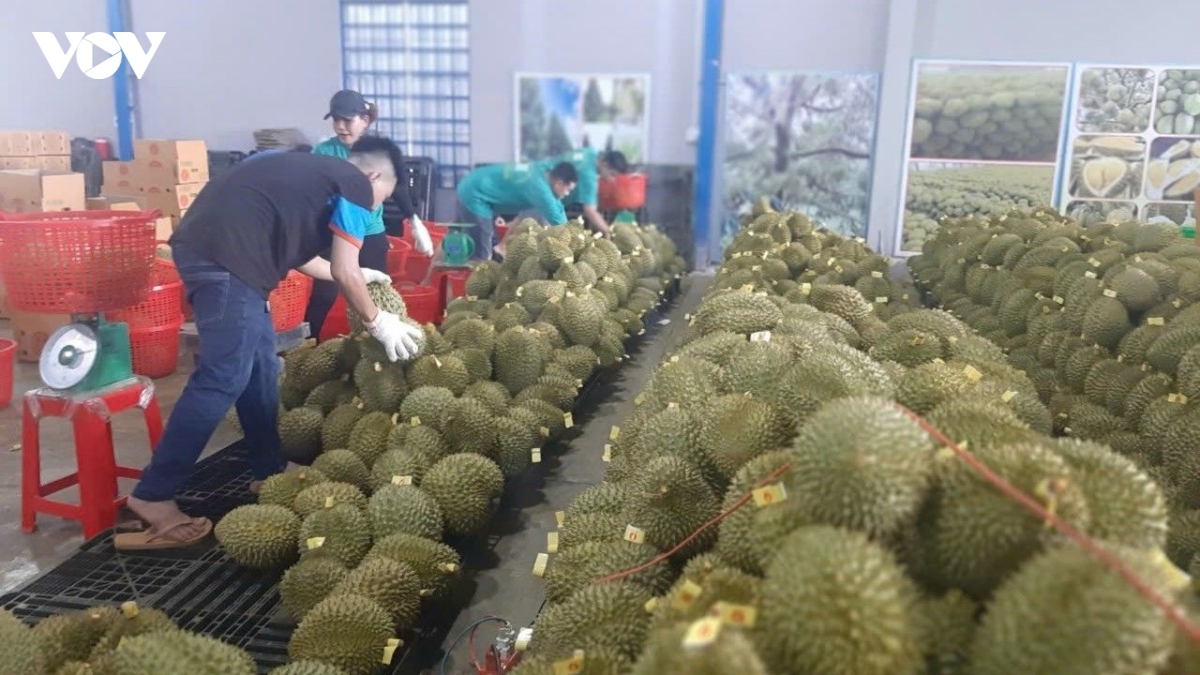 trai sau rieng viet nam truoc bai toan giu thi truong, nang gia tri hinh anh 1