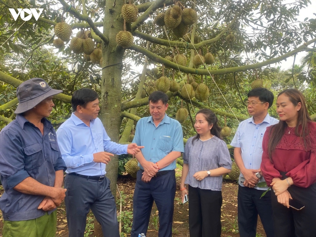 Đắk Lắk số hóa vùng trồng, minh bạch ngành hàng sầu riêng