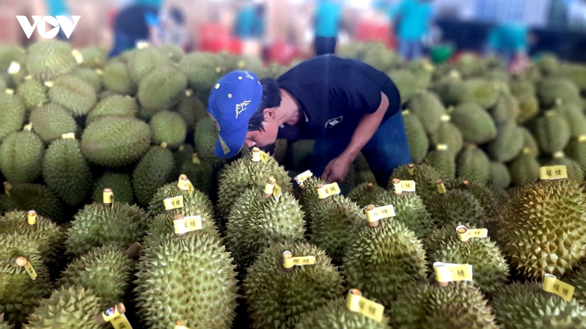 Dong thap da cap 3.400 ma so vung trong trai cay chu luc hinh anh 1