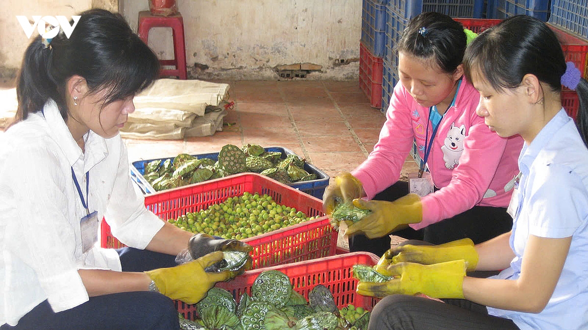 sen Dong thap, tu bieu tuong van hoa den dong luc phat trien hinh anh 5