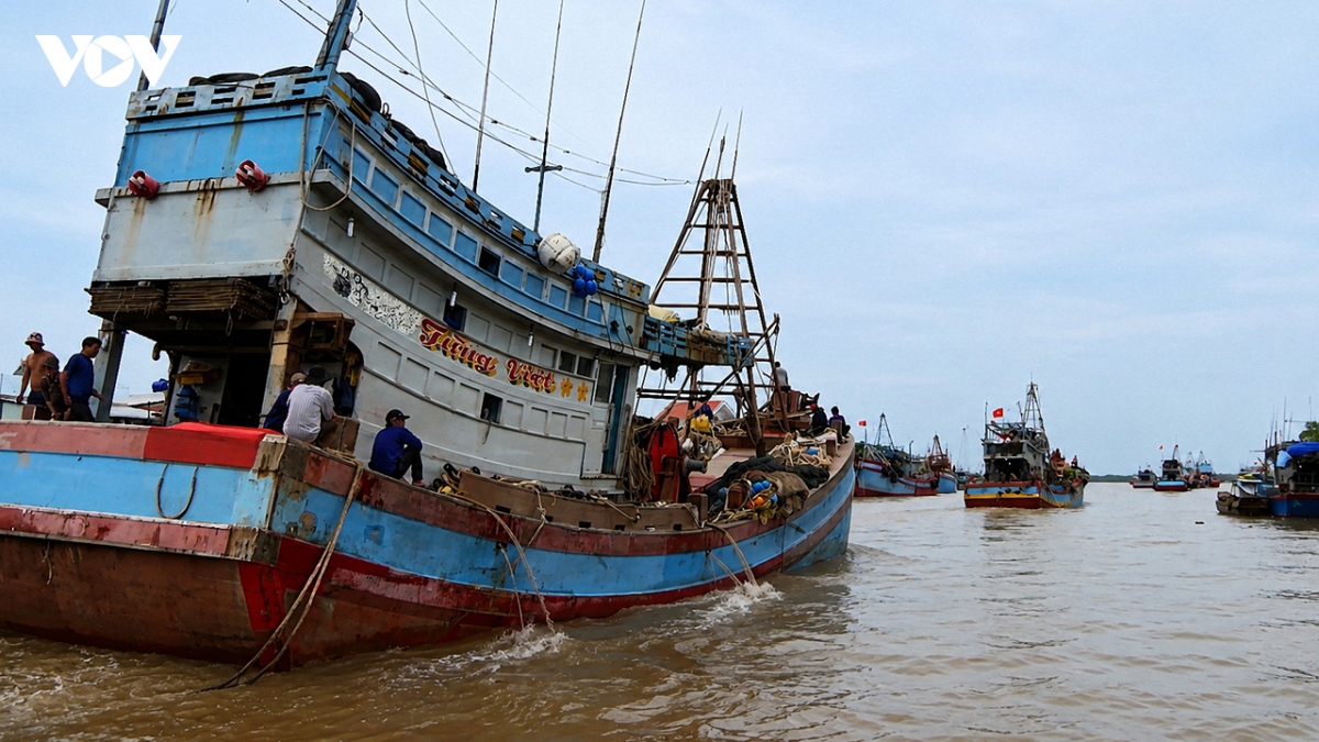 vinh long trien khai cac giai phap chong khai thac iuu, go the vang ec hinh anh 2