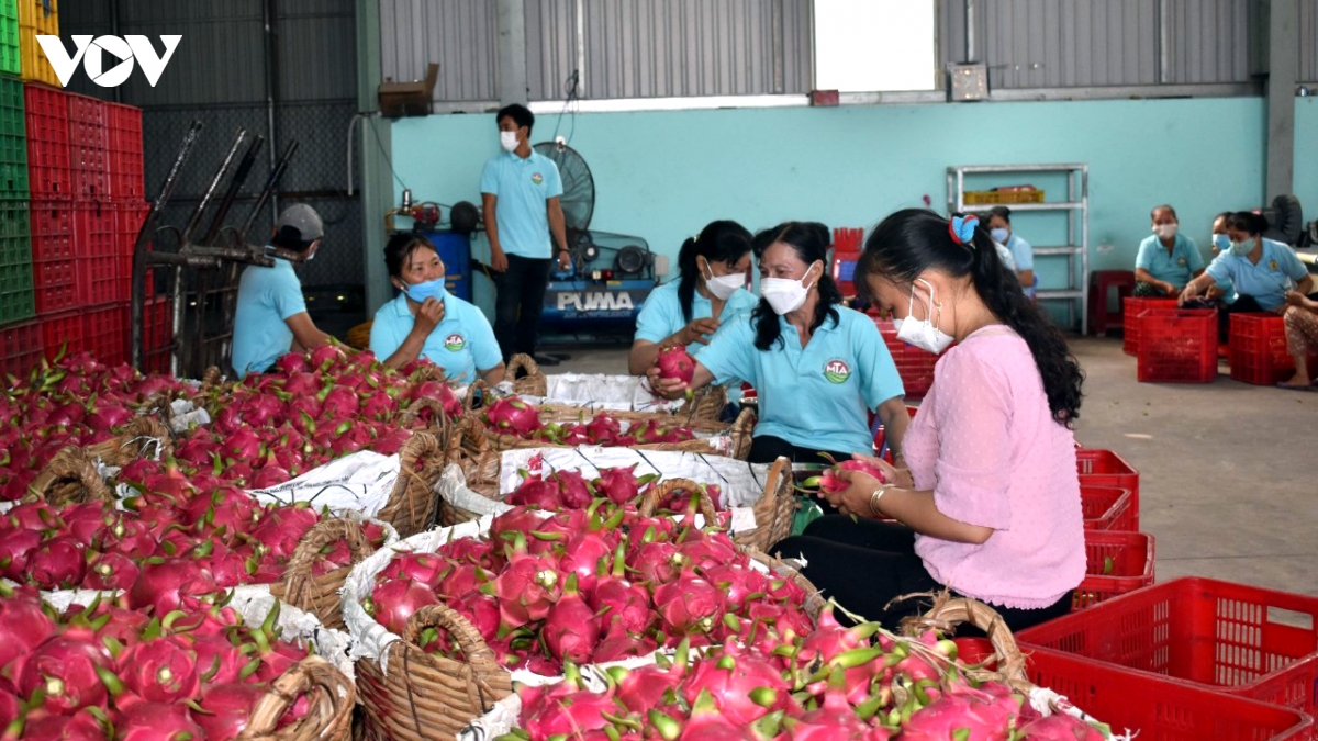 Đồng Tháp đã cấp 3.400 mã số vùng trồng trái cây chủ lực