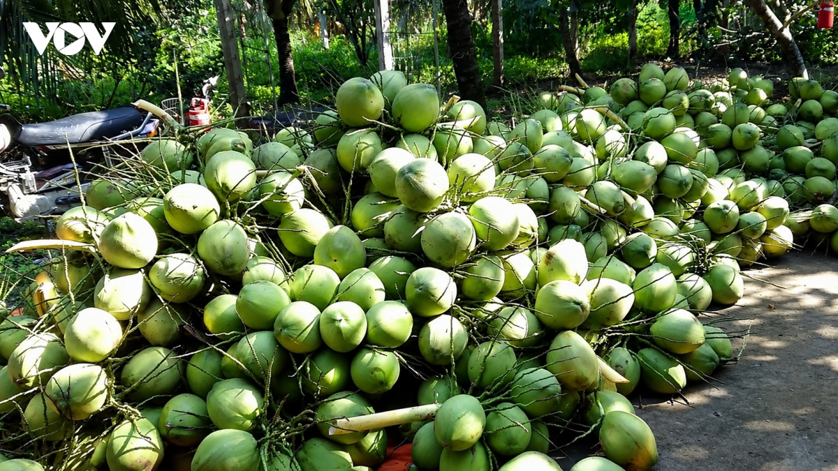 nguoi trong dua vinh long lao dao vi gia cham day hinh anh 2
