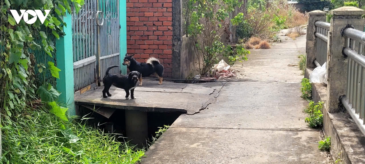 Báo động tình trạng chó thả rông ở Cồn Tân Long (Đồng Tháp)