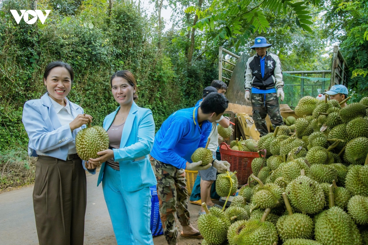 Dau gia vuon sau rieng mo them cach ket noi thi truong hinh anh 3