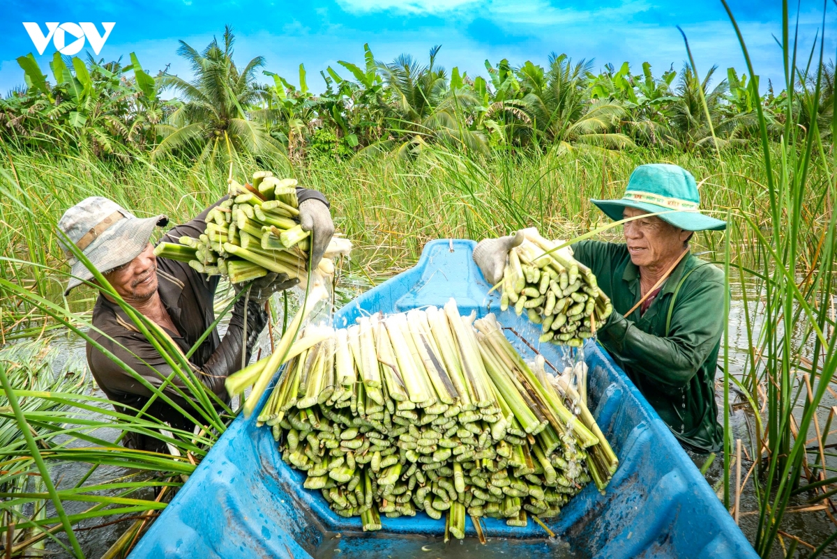 ca mau nguoi phu nu tre gop phan dua nong san u minh ha di moi mien hinh anh 1