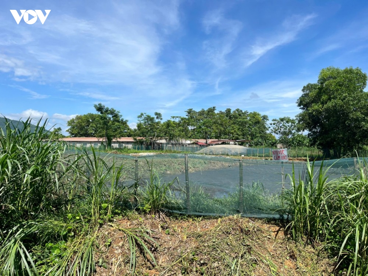 trang trai lon vung trung o thanh hoa, chinh quyen muon dung vi lo nuoc thai hinh anh 3
