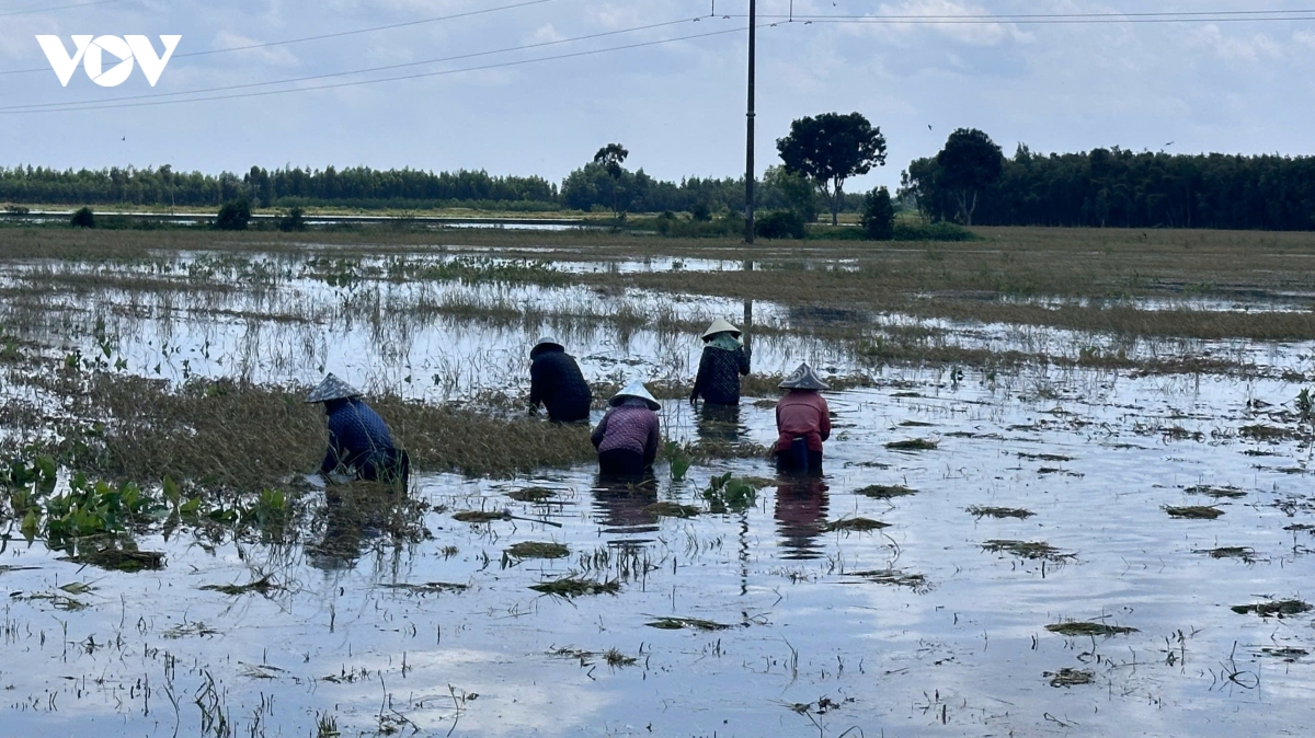bo doi tay ninh dam minh giup dan cuu lua o thanh hoa hinh anh 3