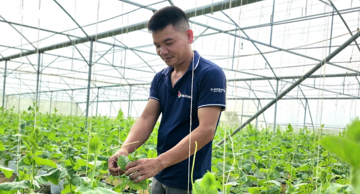 Chàng trai Mường biến triền đồi cằn cỗi thành trang trại dưa vàng tiền tỷ