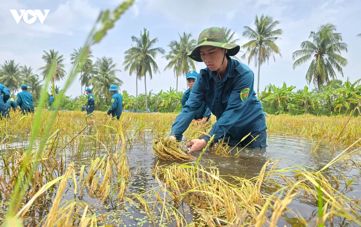 Dân quân ngâm mình trong nước cứu lúa ngập giúp người dân Cà Mau