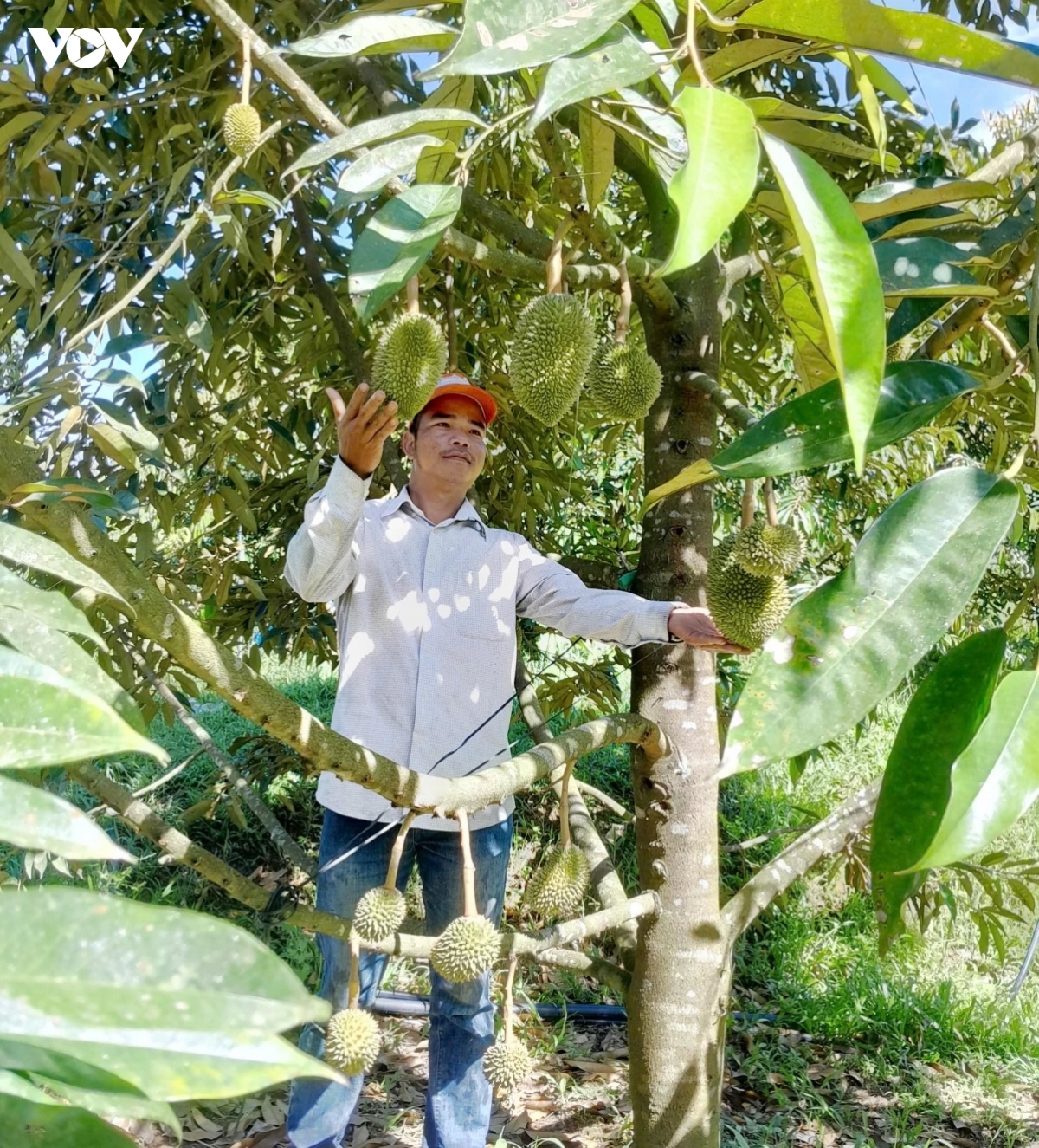 Dong bao mien nui Da nang thay doi nep nghi, cach lam giau hinh anh 1